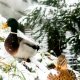 Snowy ducks 3